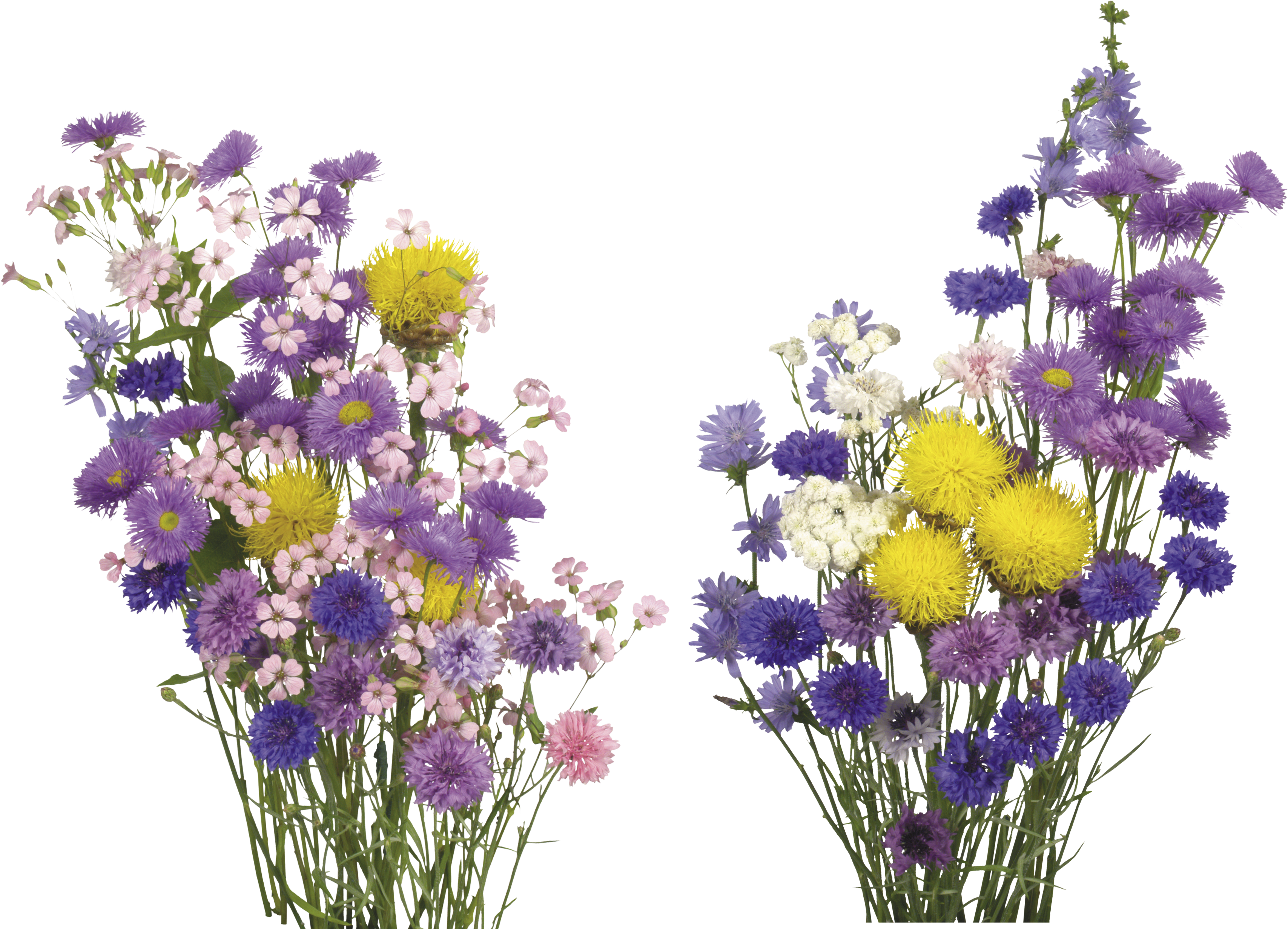 English Lavender 桌布 壁紙 — 兩束充滿活力的紫色、粉紅色和黃色野花在純黑色背景下盛開。