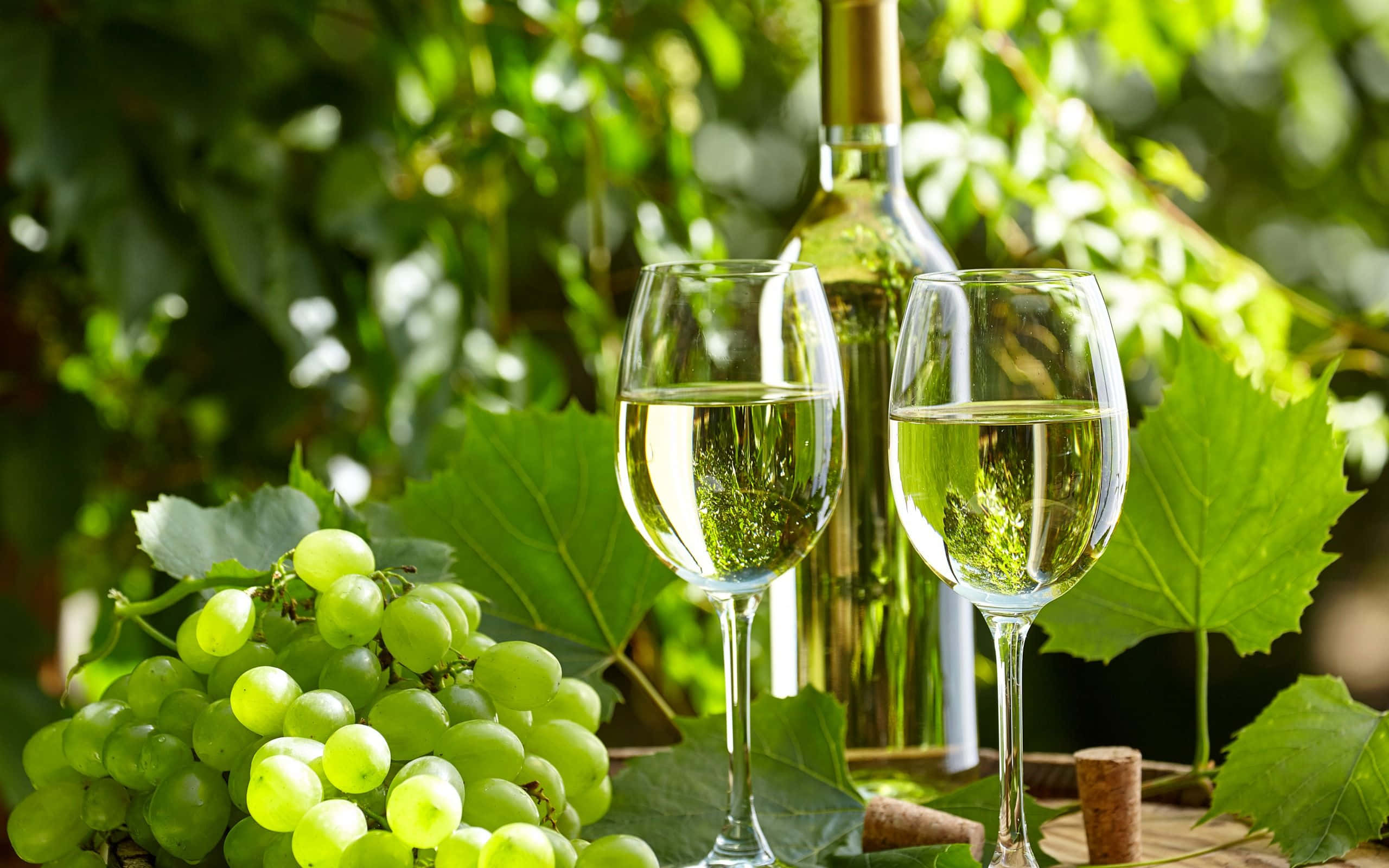 White Wine 桌布 壁紙 — 兩杯白酒和一瓶酒放在葡萄園斑駁陽光下的新鮮青葡萄旁邊。
