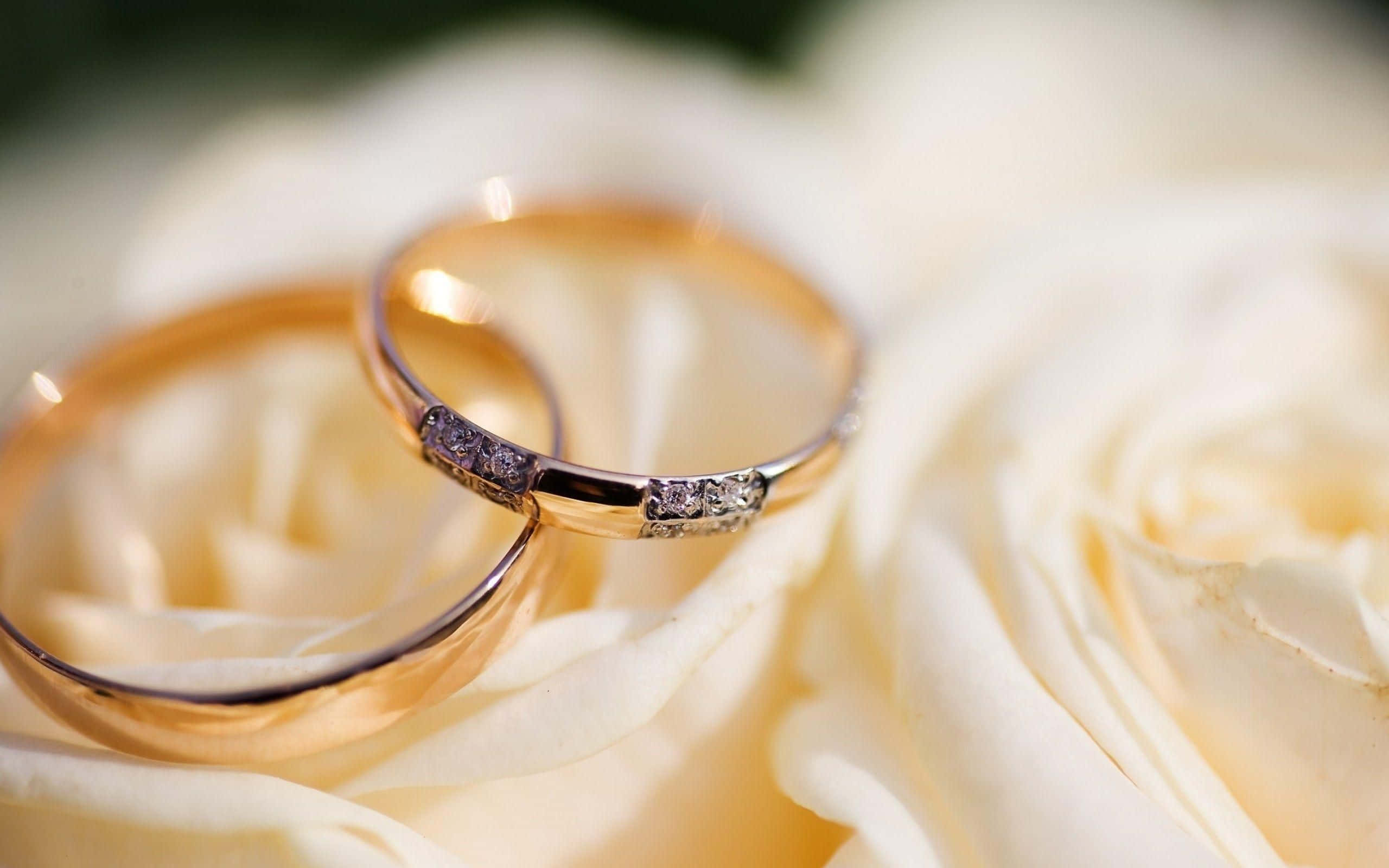rings 桌布 壁紙 — 兩枚結婚戒指，一枚黃金，一枚鑲鑽，優雅地躺在柔軟的白色玫瑰花瓣上，景深較淺。