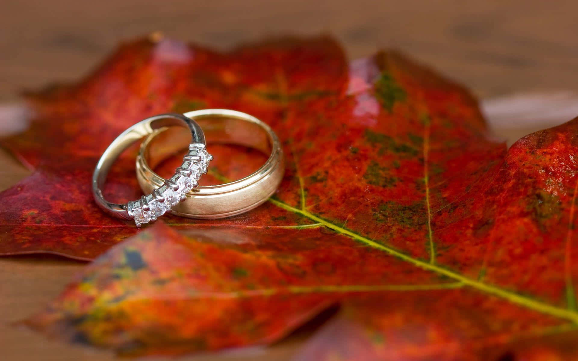 Marriage 桌布 壁紙 — 兩枚結婚戒指優雅地放在一片帶有複雜綠色葉脈的鮮紅色秋葉上。