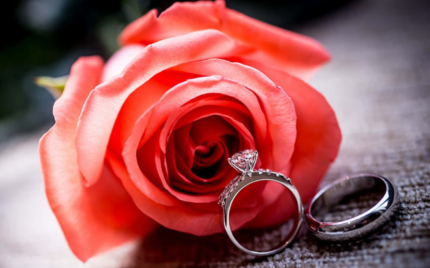 結婚戒指 桌布 壁紙 — 兩枚結婚戒指的特寫，放在有紋理的表面上，旁邊是一朵鮮豔的珊瑚玫瑰。