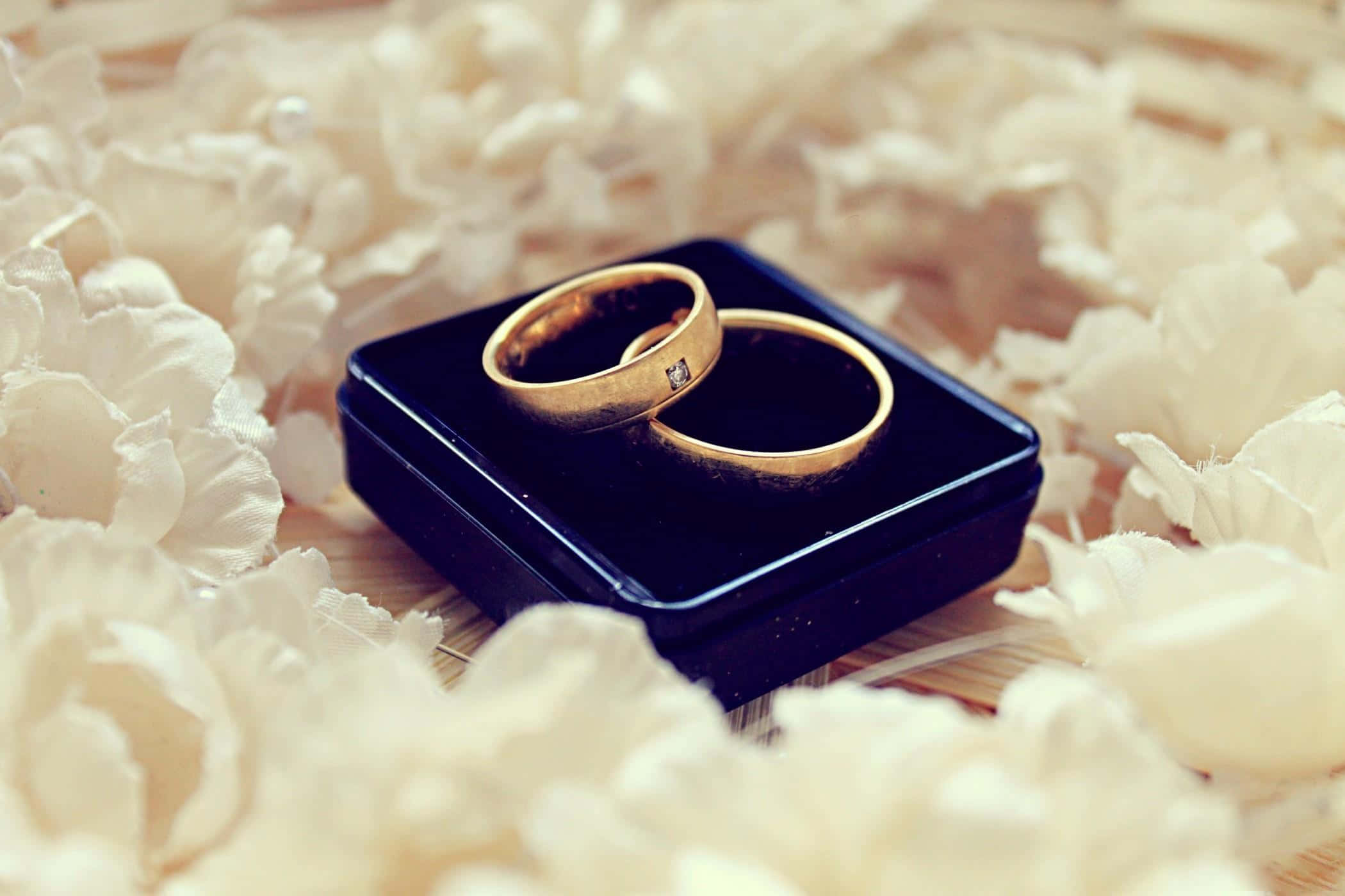結婚戒指 桌布 壁紙 — 兩枚金婚戒安放在一個黑色天鵝絨盒子裡，盒子 nestled 在柔軟的白色花瓣中。