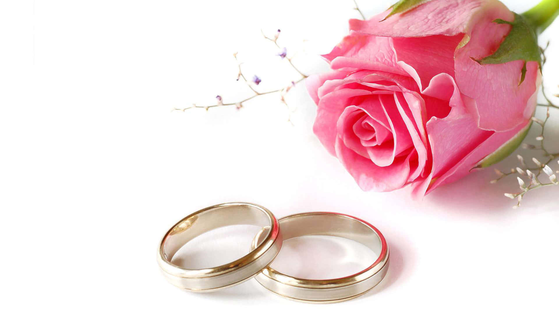 Marriage 桌布 壁紙 — 兩枚金色結婚戒指放在柔和的粉紅玫瑰旁，背景是純淨的白色。