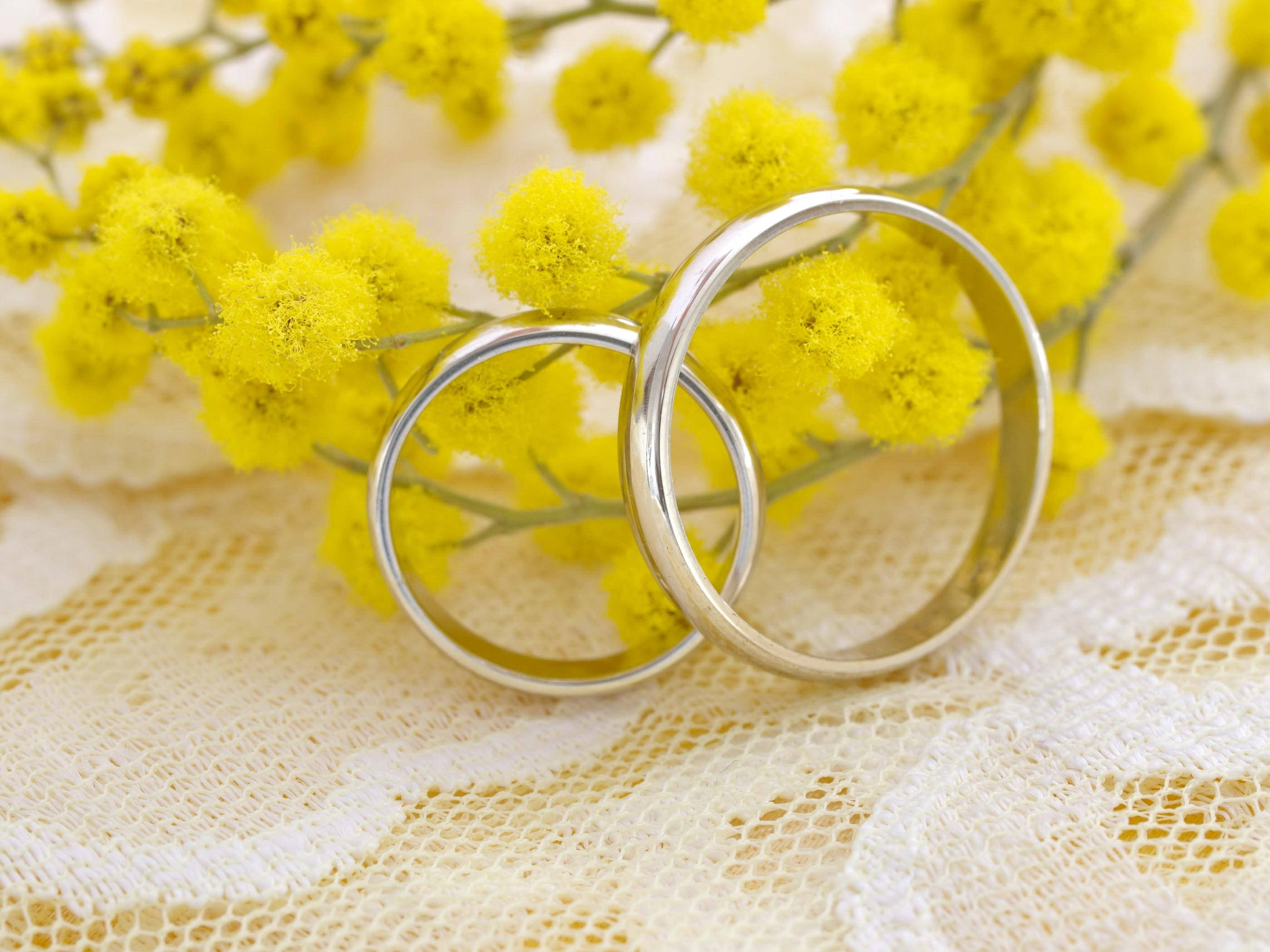 mimosa 桌布 壁紙 — 兩枚銀色結婚戒指放在鮮黃色含羞草花上，置於精緻的白色蕾絲布料上。