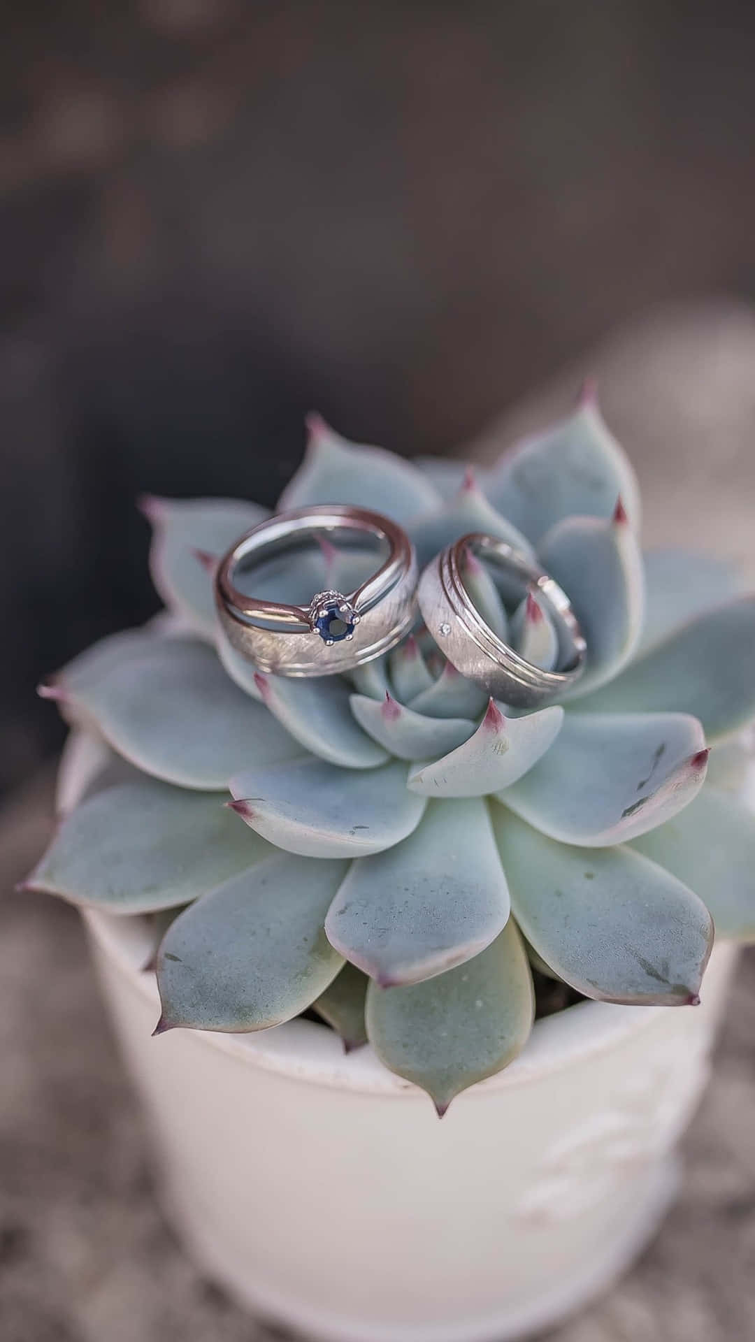 Plant 桌布 壁紙 — 兩枚銀色結婚戒指精緻地放在白色花盆中多肉植物的淡藍色葉子上。