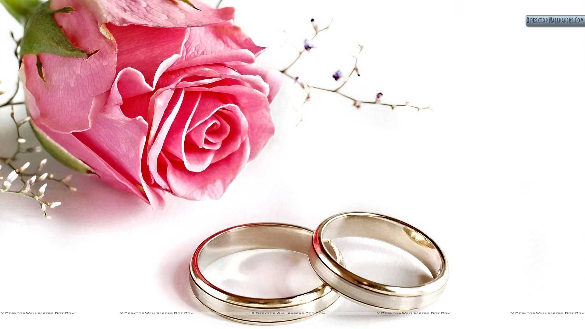 Wedding Rings 桌布 壁紙 — 兩枚閃亮的結婚戒指放在柔和的粉紅玫瑰和精緻的滿天星旁，背景是純淨的白色。