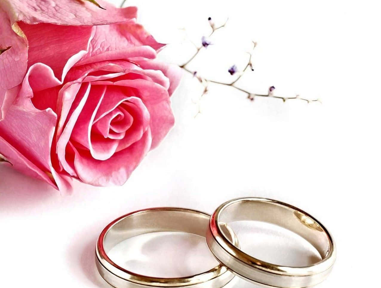 結婚戒指 桌布 壁紙 — 兩枚閃亮的結婚戒指放在柔和的粉紅玫瑰和精緻的紫色小枝旁，置於純白表面上。