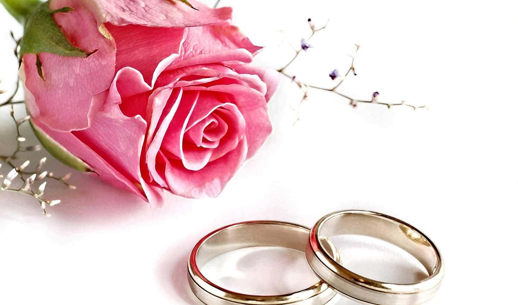 結婚戒指 桌布 壁紙 — 兩枚閃亮的結婚戒指放在柔和的粉紅玫瑰和精緻的小枝旁，在明亮的白色表面上。