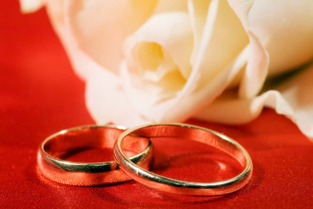 Marriage 桌布 壁紙 — 兩枚閃閃發光的結婚戒指放在華麗的紅色天鵝絨表面上，旁邊是一朵柔和的白色玫瑰，焦點柔和。