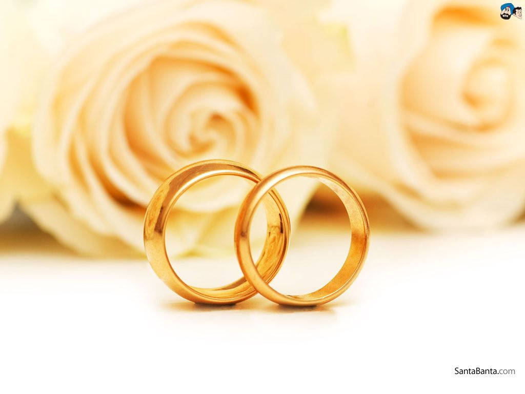 Wedding Rings 桌布 壁紙 — 兩枚閃閃發光的金色結婚戒指放在柔和的奶油色玫瑰前，景深較淺。