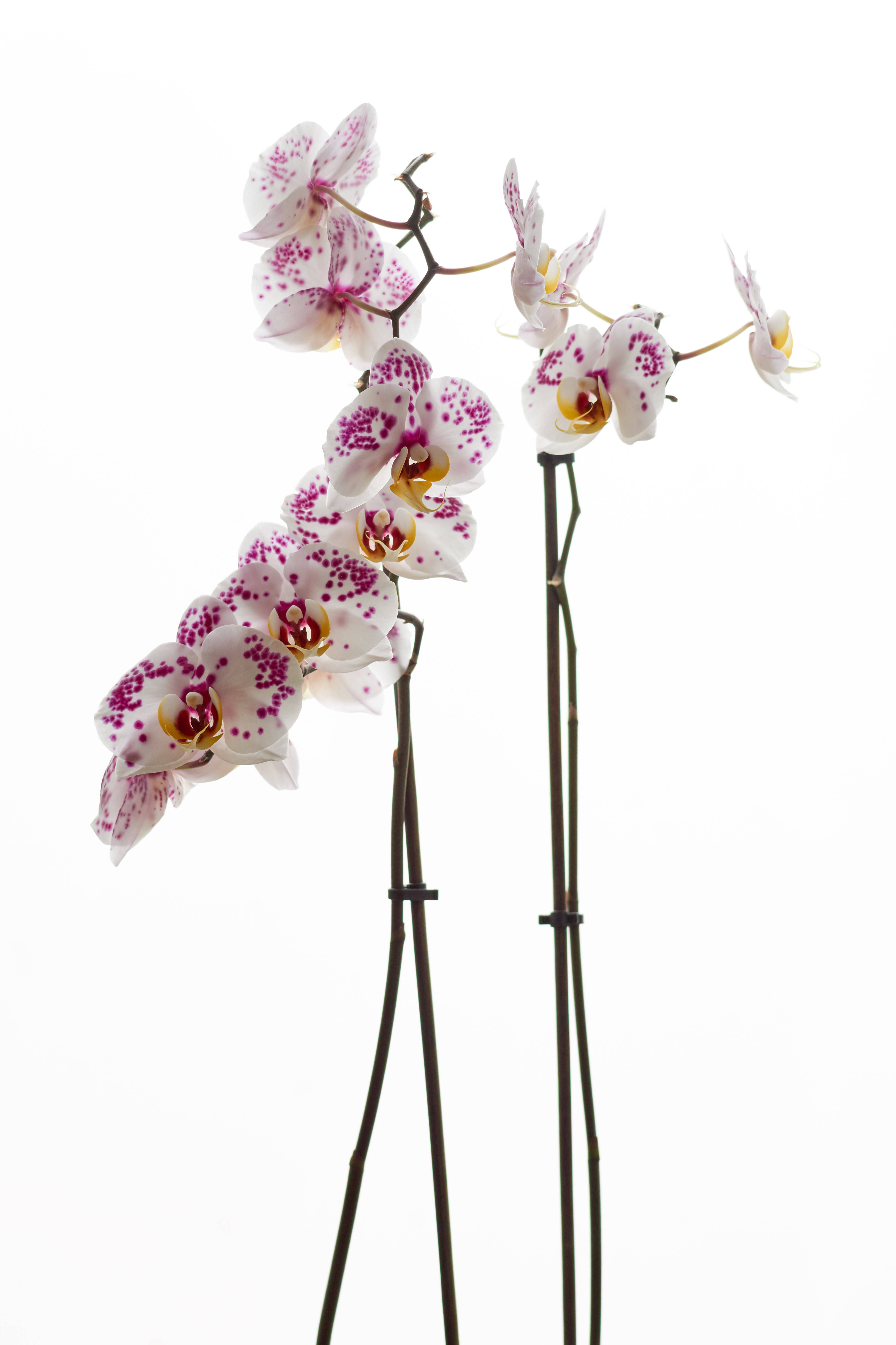 Orchids 桌布 壁紙 — 兩枝優雅的蘭花莖，帶有白色花瓣上點綴粉紅色，在純白色背景下優雅綻放。