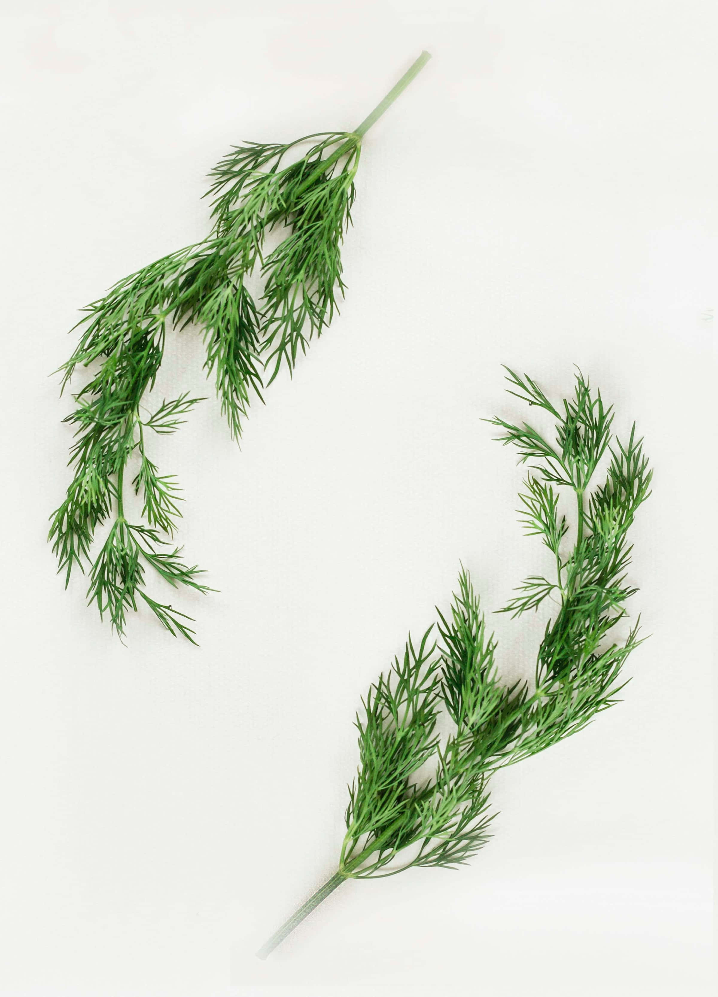 Green Leaves 桌布 壁紙 — 兩枝新鮮蒔蘿，帶有羽毛狀的綠色葉子，斜放在潔白的表面上。