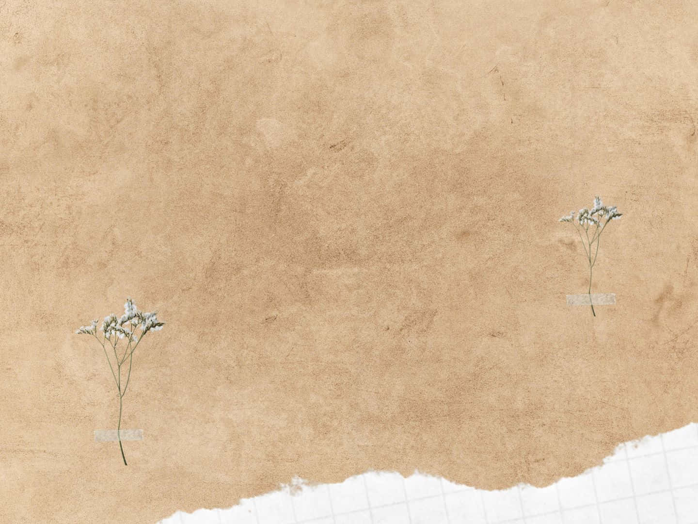 Parchment 桌布 壁紙 — 兩枝精緻的乾燥滿天星小枝放在有紋理的米色紙上，背景是撕破的白色網格。
