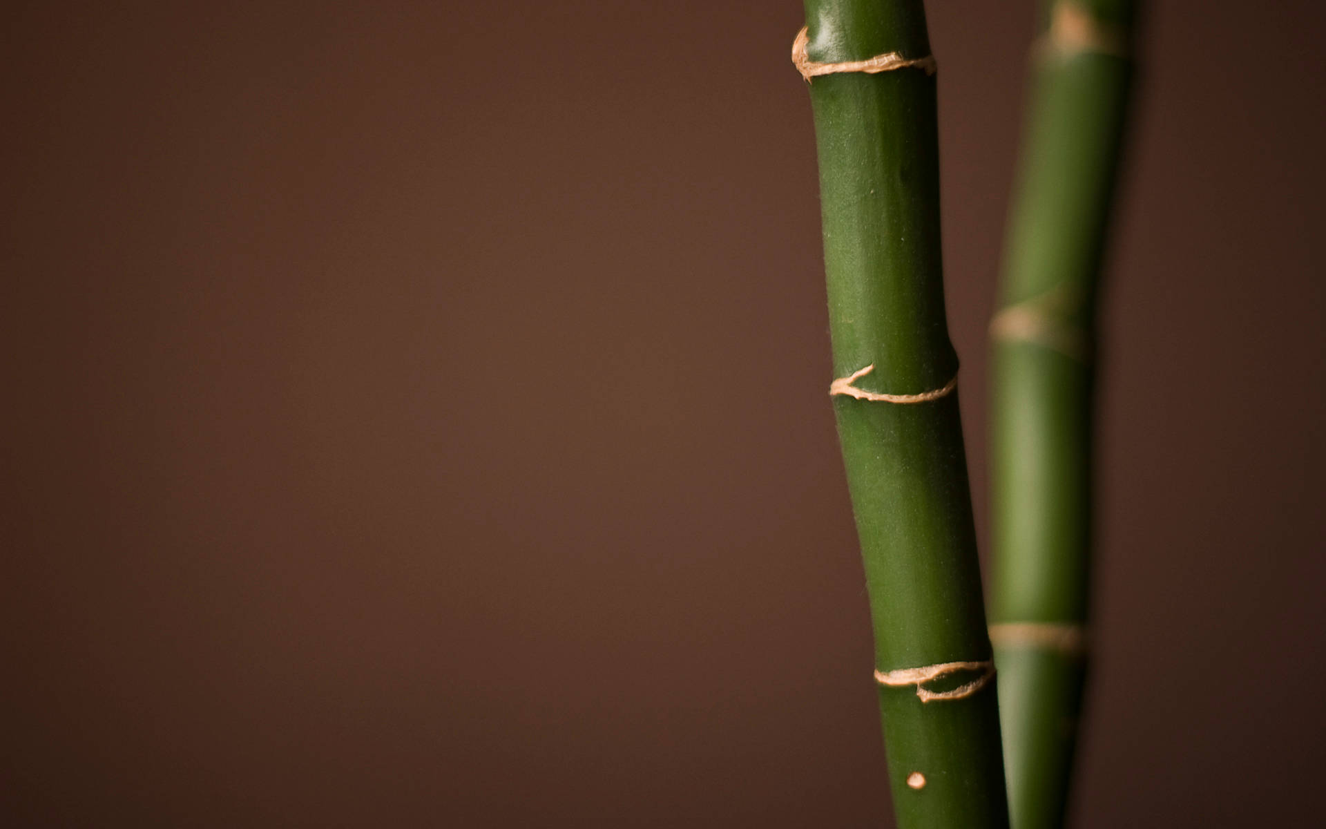 Bamboo 桌布 壁紙 — 兩根綠色竹莖用麻繩綁在一起，背景是濃郁的棕色。