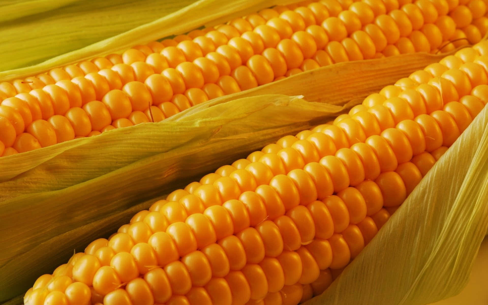 Yellow Corn 桌布 壁紙 — 兩根鮮黃色玉米芯的特寫，外殼部分剝開，露出飽滿的玉米粒。