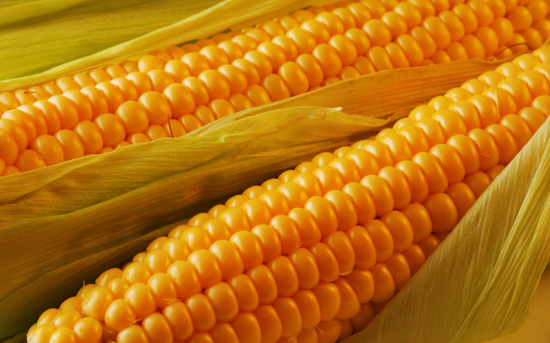 Corn 桌布 壁紙 — 兩根鮮黃色玉米芯的特寫，外皮部分剝開，露出飽滿的玉米粒。