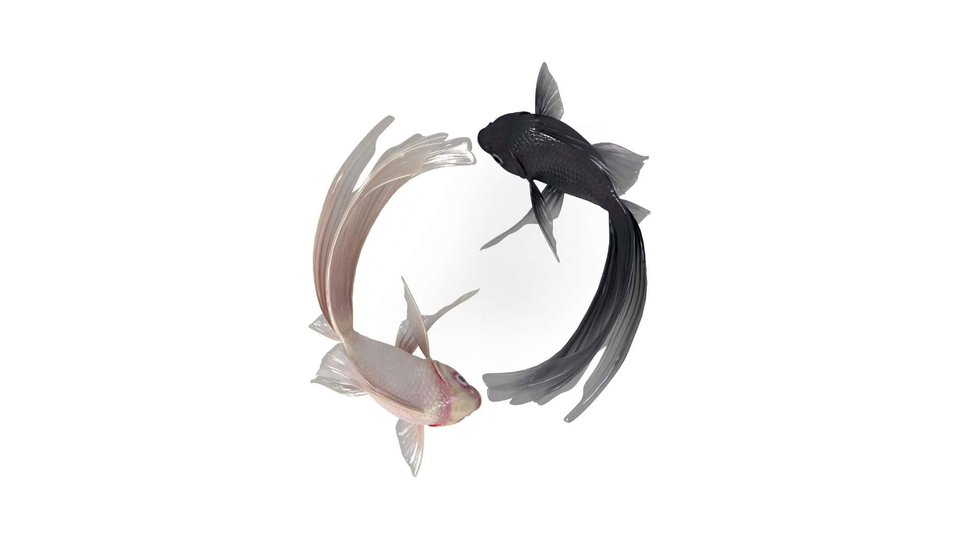 Yin Yang Fish 桌布 壁紙 — 兩條優雅彎曲的錦鯉，一黑一白，在純白背景上以完美的圓形和諧游動。