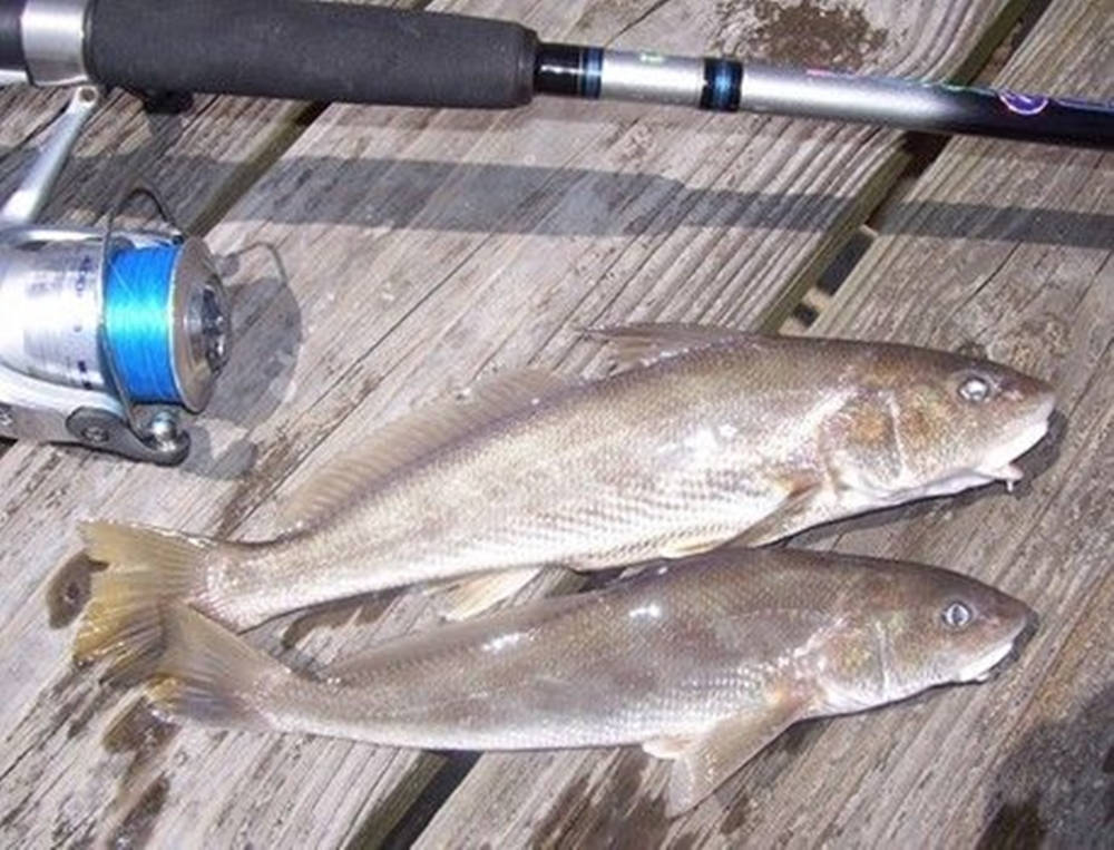 釣魚 桌布 壁紙 — 兩條剛捕獲的魚躺在一個風化的木碼頭上，旁邊有一根帶藍色線的釣魚竿。