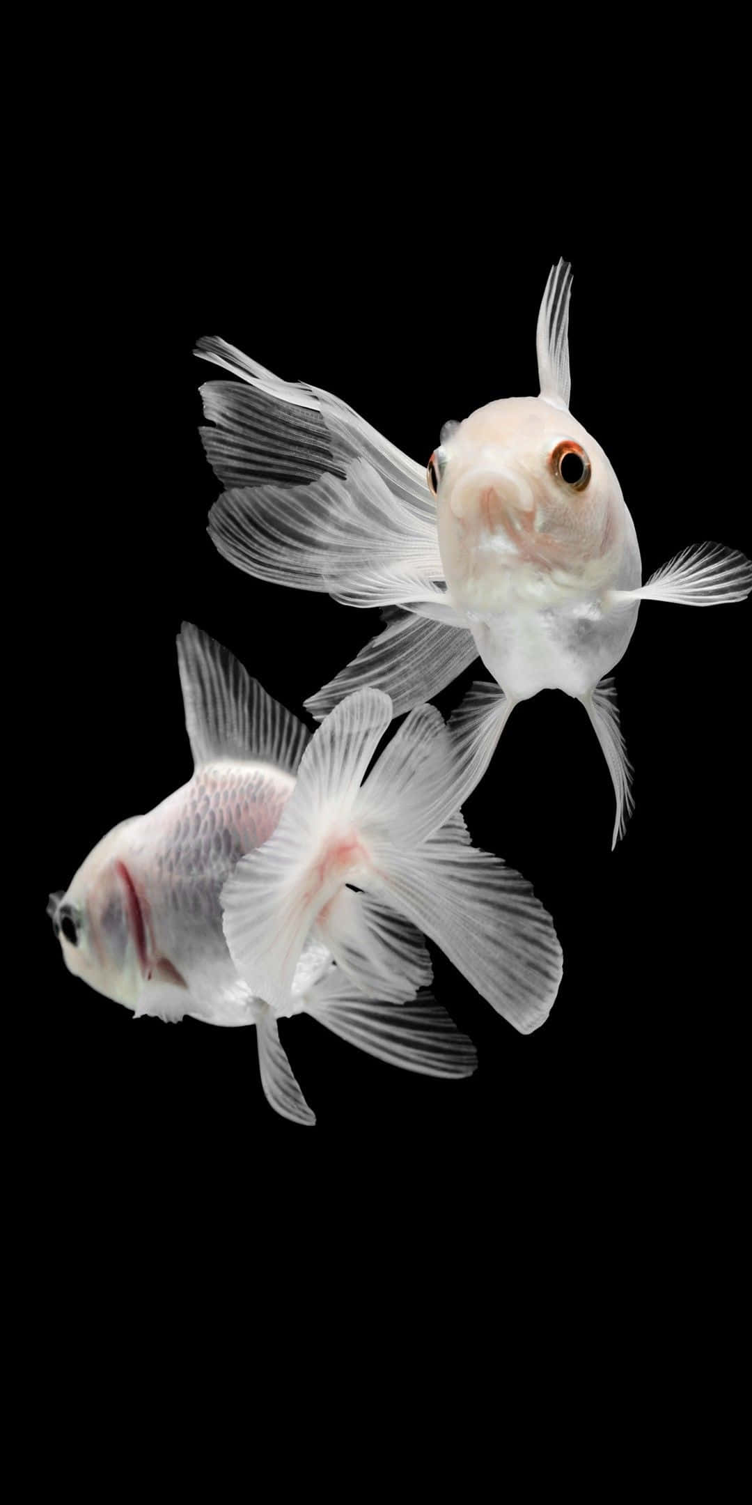 Pixel 3 Fish 桌布 壁紙 — 兩條半透明的白色金魚，帶有流動的魚鰭，在純黑色背景下優雅地游動。