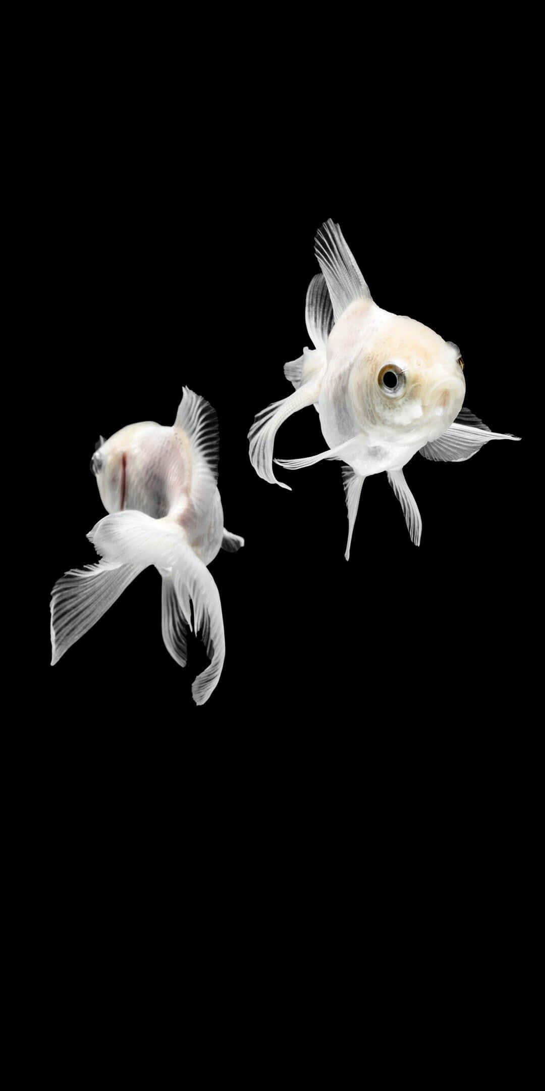 Pixel 3 Fish 桌布 壁紙 — 兩條半透明的白色金魚在純黑背景下優雅地游動，牠們精緻的魚鰭以慢動作飄動。