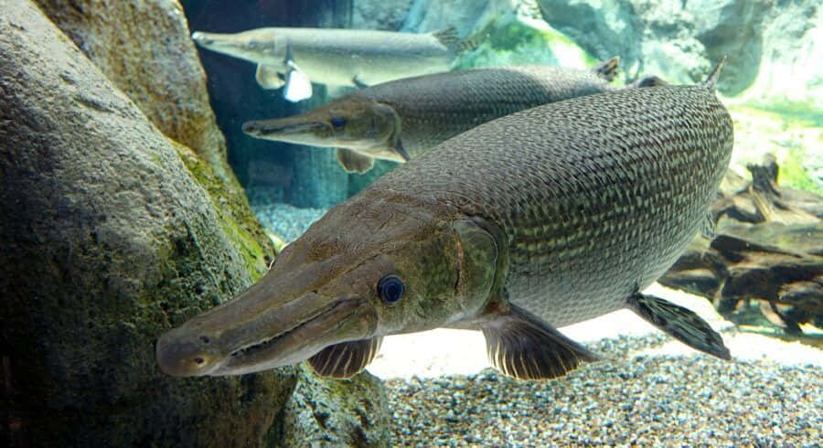 Gar Fish 桌布 壁紙 — 兩條大型裝甲雀鱔在清澈的水族箱水中優雅地滑行，靠近長滿苔蘚的岩石和礫石底部。