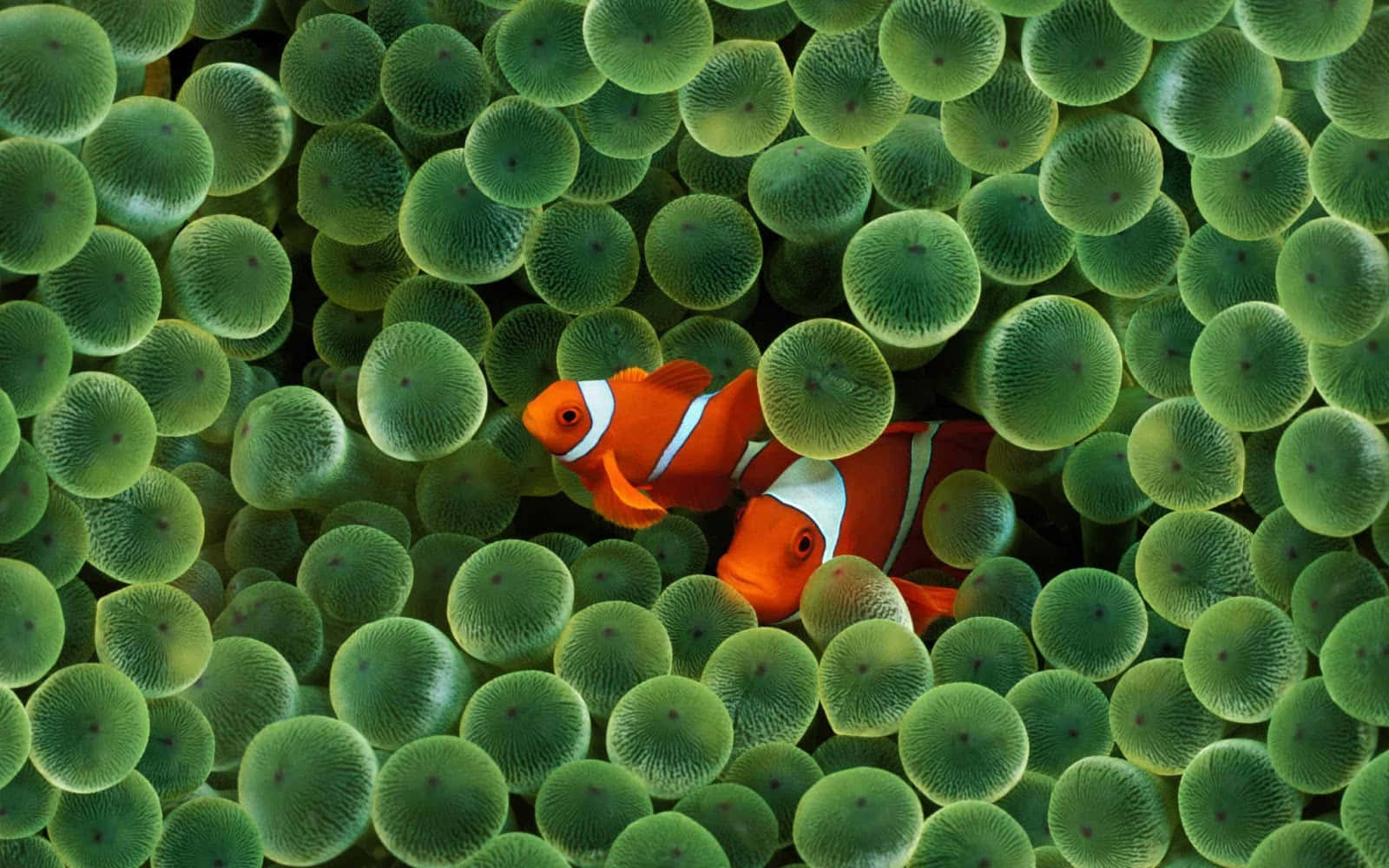 screensaver 桌布 壁紙 — 兩條帶有白色條紋的鮮橙色小丑魚在茂密的綠色海葵叢中探出頭來。