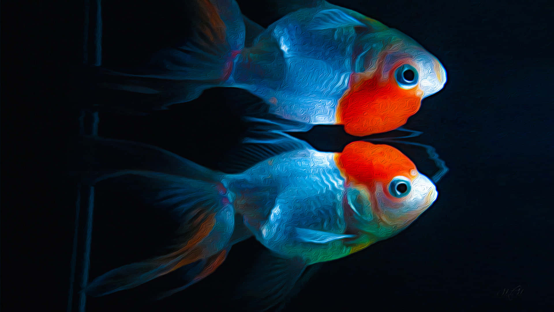 Goldfish 桌布 壁紙 — 兩條帶有藍色和橙色色調的鮮豔金魚在深黑色背景上優雅地游動。