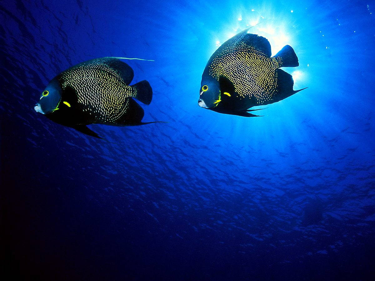酷魚 桌布 壁紙 — 兩條帶有黑色和金色圖案的神仙魚優雅地游向一道穿透深藍色海水的明亮陽光。