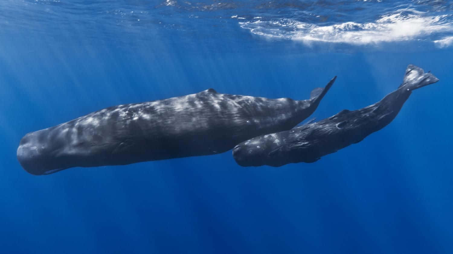 Sperm Whale 桌布 壁紙 — 兩條抹香鯨在深藍色的海洋中優雅地滑行，陽光從上方穿透而下。