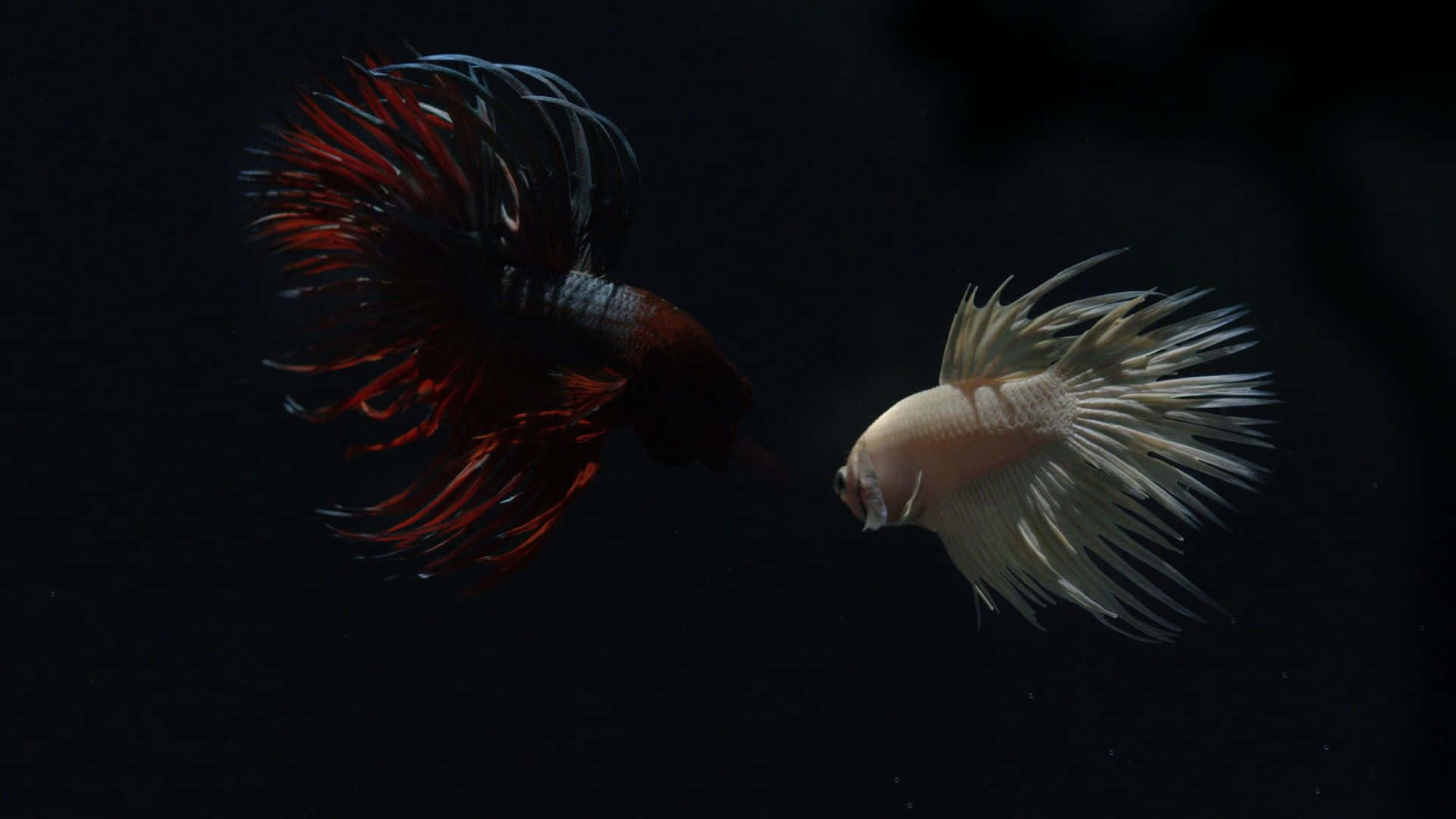 桌布 壁紙 — 兩條擁有流暢魚鰭的鬥魚在黑暗背景下戲劇性地水下相遇，彼此對峙。