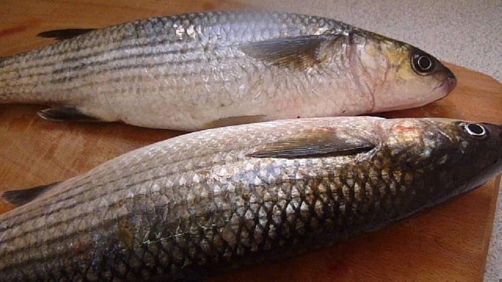 kitchen 桌布 壁紙 — 兩條新鮮捕獲的條紋魚並排躺在溫暖的木砧板上，魚鱗在柔和光線下閃閃發光。