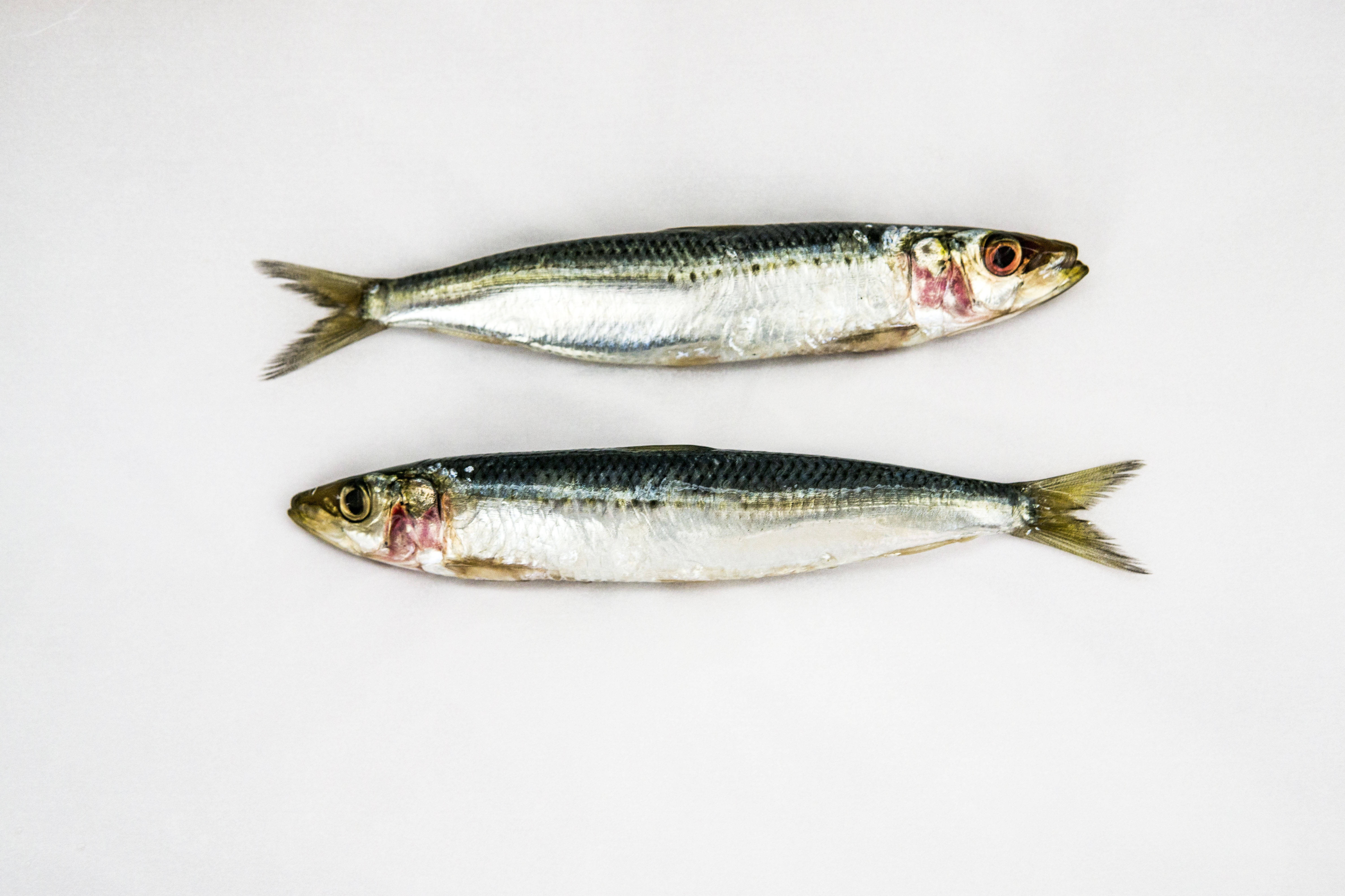魚 桌布 壁紙 — 兩條新鮮沙丁魚平行放在純白表面上，展示其銀色鱗片和紅色眼睛。