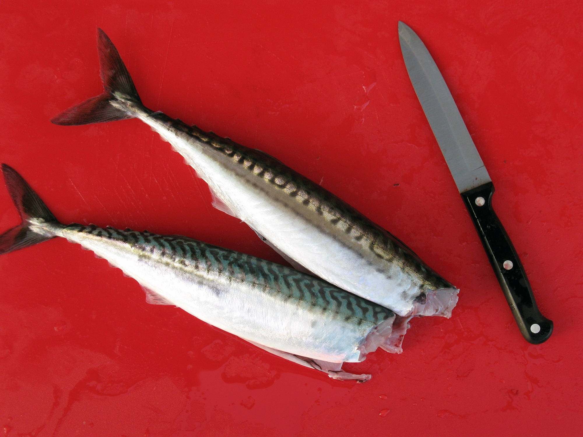 魚 桌布 壁紙 — 兩條新鮮鯖魚，帶有銀色鱗片和深色條紋，放在鮮紅色的砧板上，旁邊有一把黑色手柄的刀。