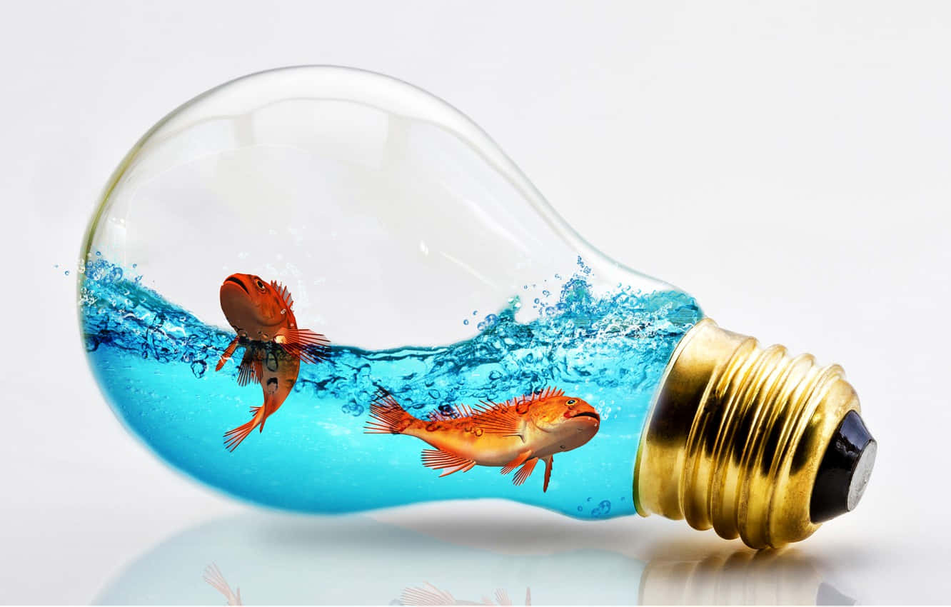 魚 桌布 壁紙 — 兩條橙色魚在白色背景的透明燈泡內的藍色水中游動。