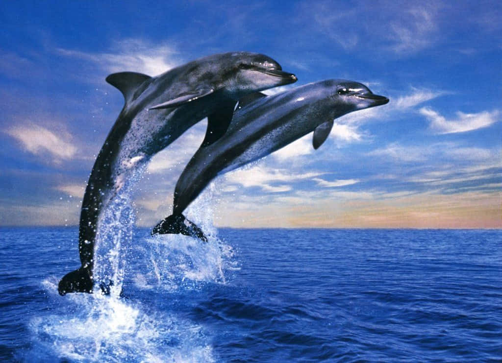 動物 桌布 壁紙 — 兩條海豚在充滿活力的天空下，從深藍色的海洋中優雅地躍起，天空中有縷縷薄雲。