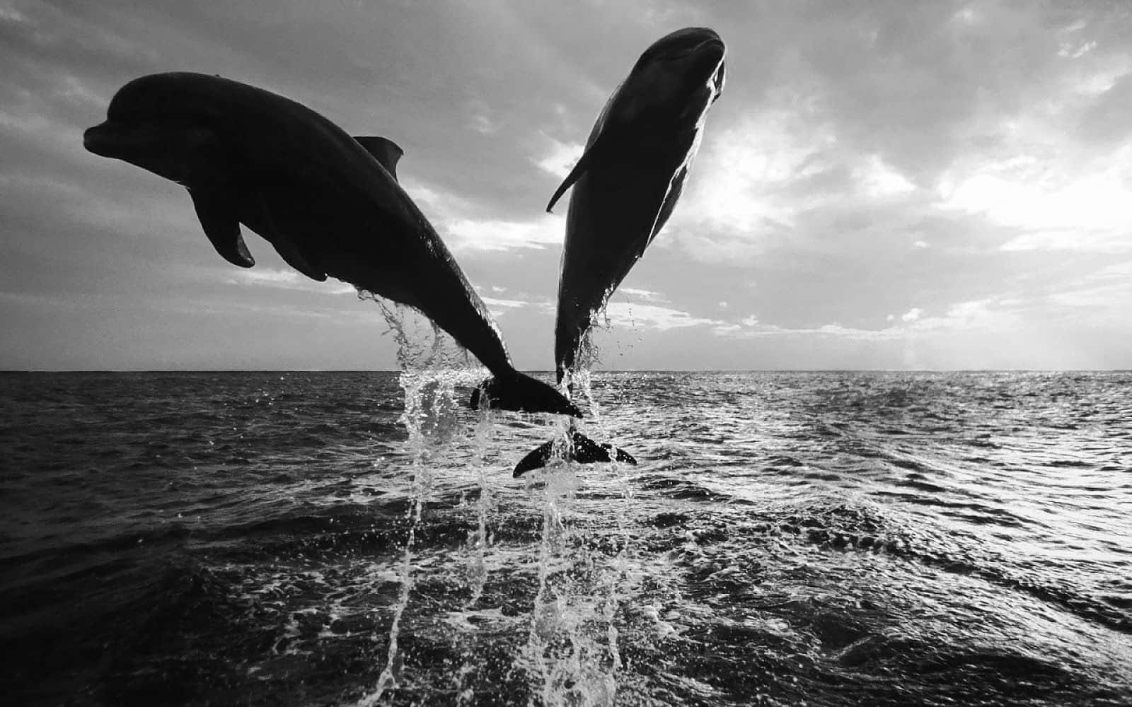 Black And White Animal 桌布 壁紙 — 兩條海豚在戲劇性的多雲天空背景下，從海浪中優雅躍起，呈現出一張引人注目的黑白照片。