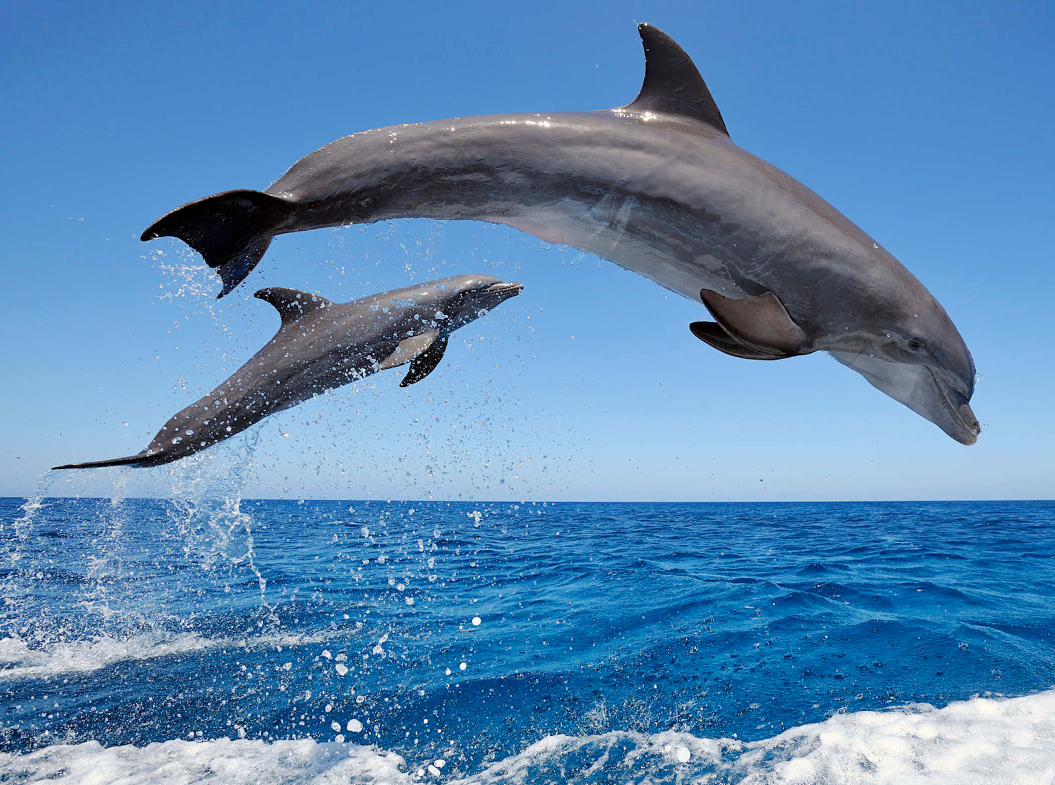 dolphins 桌布 壁紙 — 兩條海豚在晴朗的天空下從深藍色的海洋中優雅地躍起，激起閃閃發光的水花。