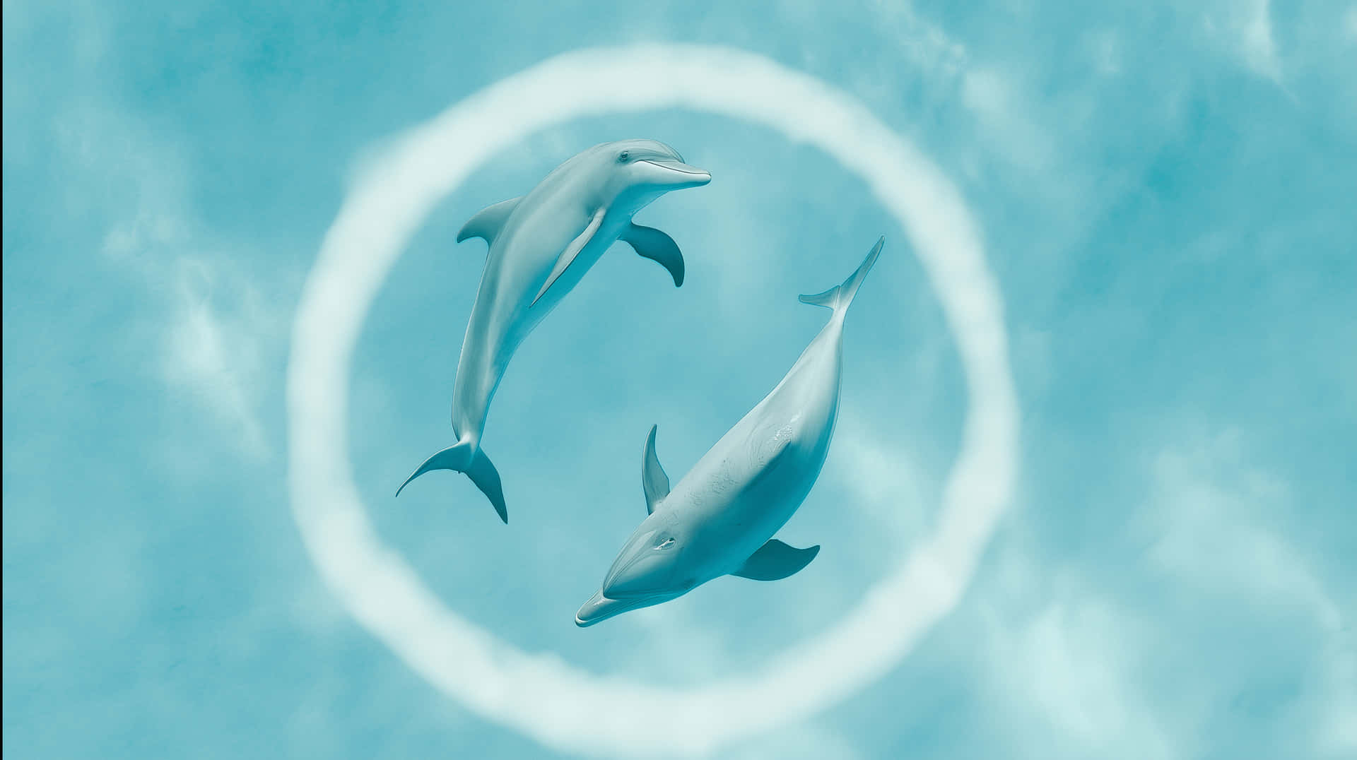 Dolphins Playing in Clear Blue Water with Circular Ripple 壁紙 — 兩條海豚在柔和的藍綠色水生背景下，優雅地在一個完美的白色圓環中游動。