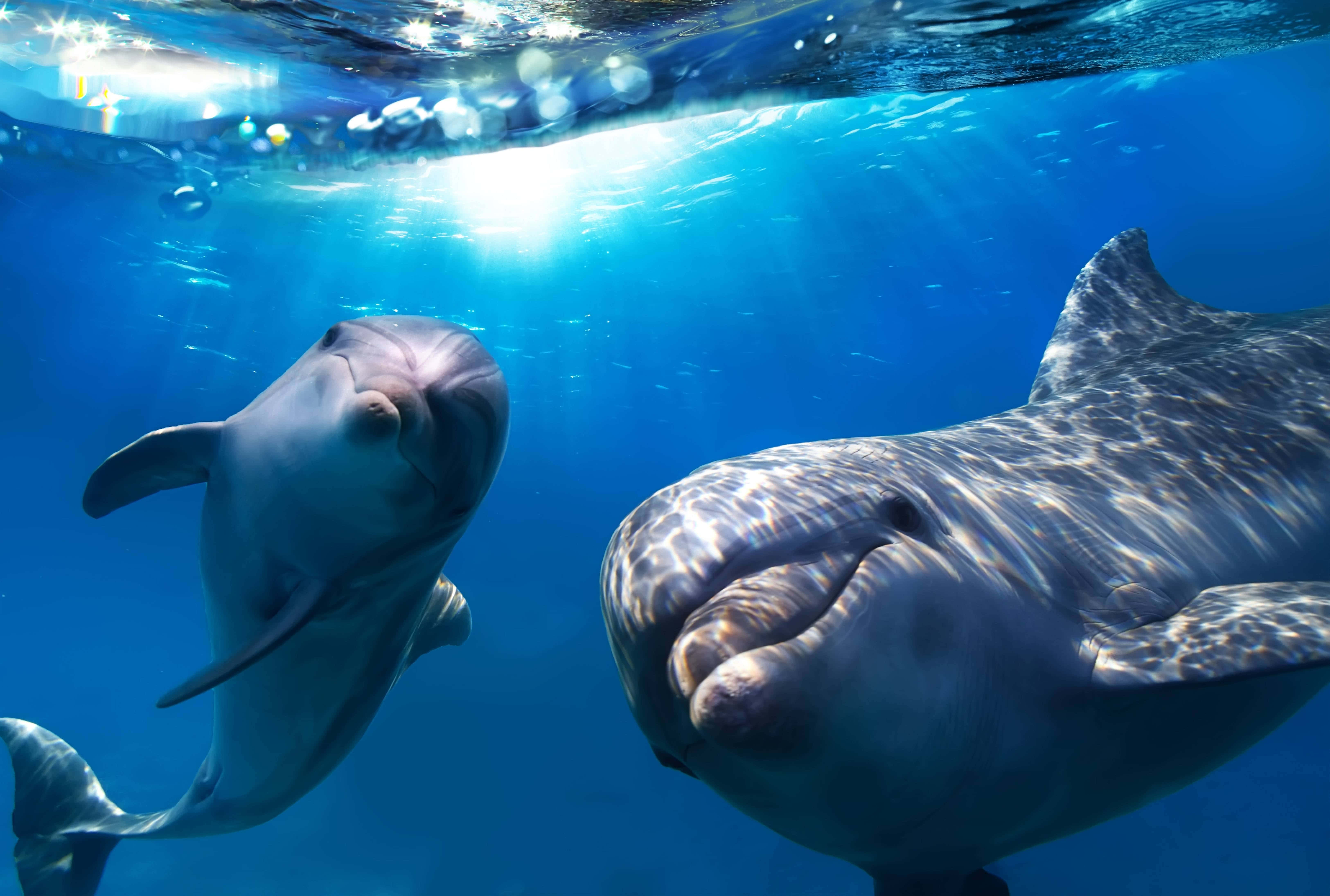 dolphins 桌布 壁紙 — 兩條海豚在水下優雅地游動，陽光透過水面過濾，在牠們的皮膚上投射出閃爍的圖案。