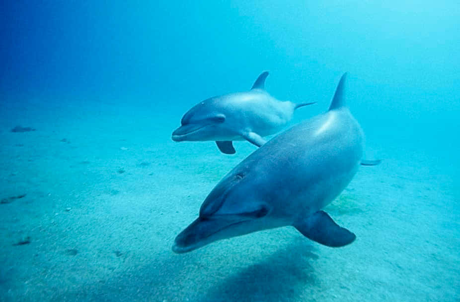 海豚 桌布 壁紙 — 兩條海豚在沙質海底上方清澈的碧綠海水中優雅地滑行。