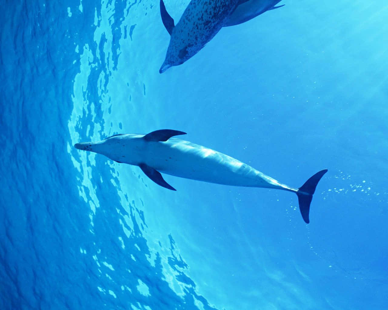 dolphins 桌布 壁紙 — 兩條海豚在清澈湛藍的海水中優雅地滑行，陽光從上方穿透而下。