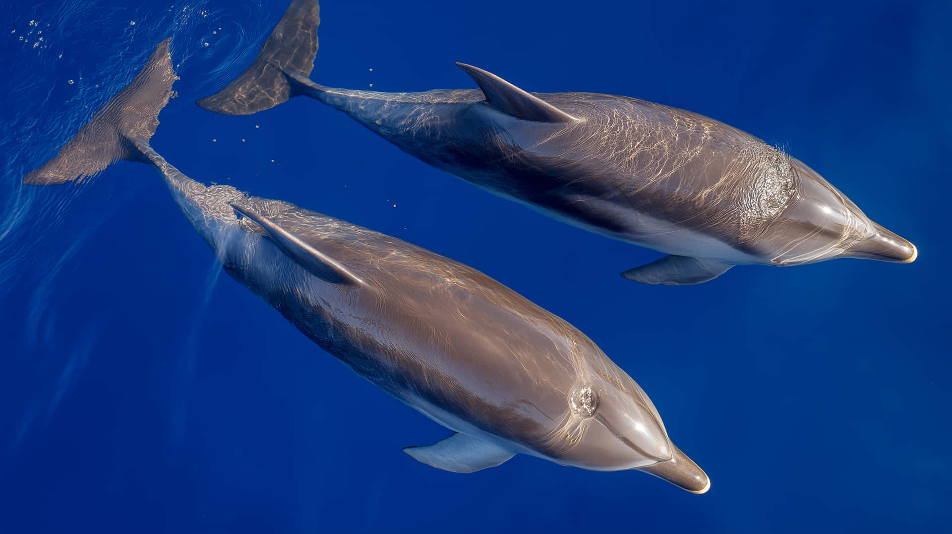 Graceful Dolphins Swimming in Deep Blue Ocean Depths 壁紙 — 兩條海豚在清澈湛藍的海水中優雅地滑行，陽光從上方過濾而下。