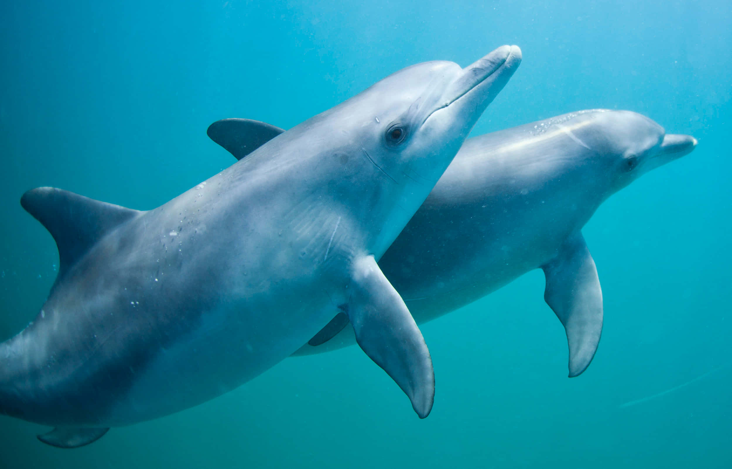 dolphins 桌布 壁紙 — 兩條海豚在清澈的碧綠海水中優雅地滑行，陽光從上方穿透而下。