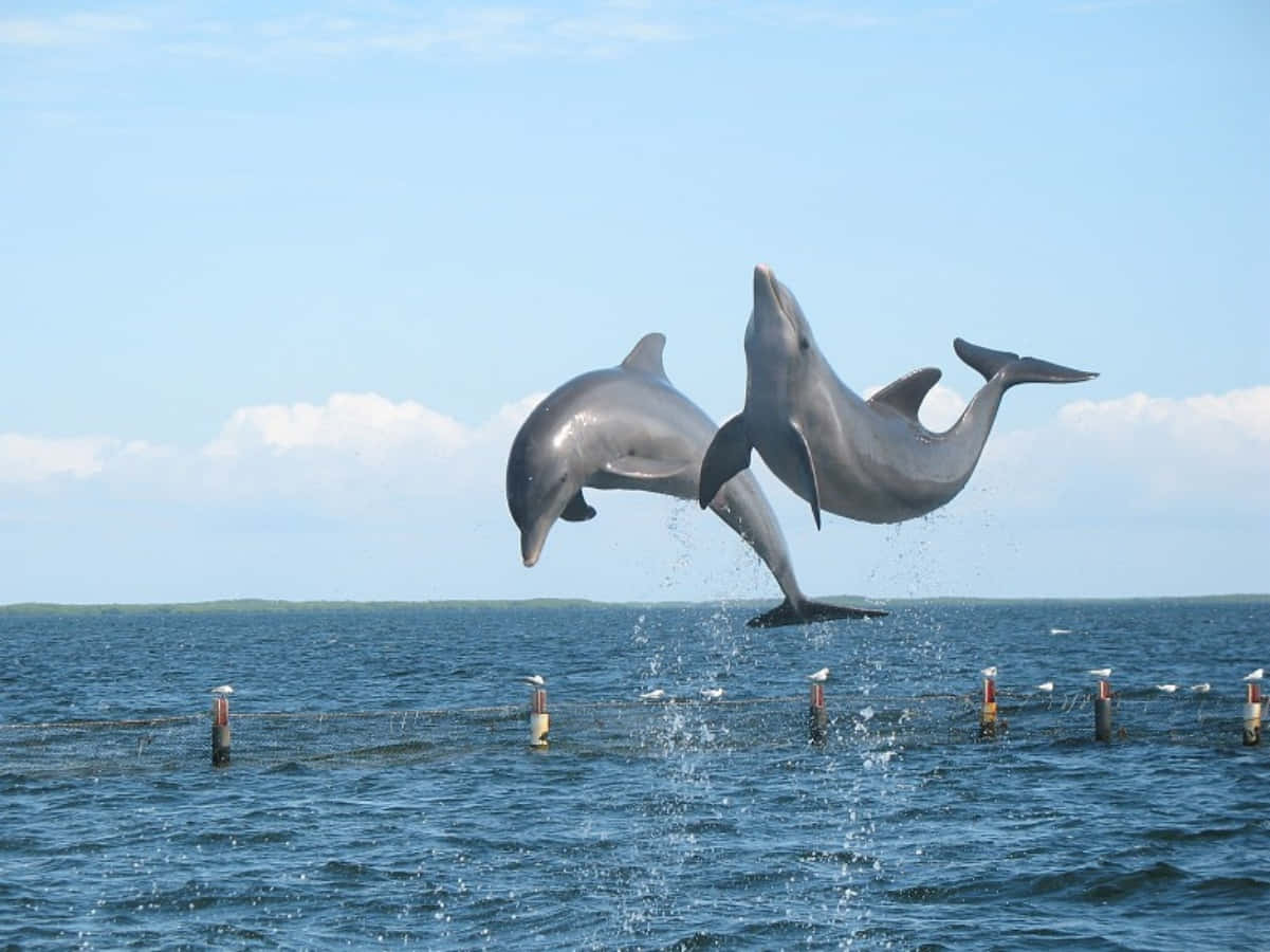 dolphins 桌布 壁紙 — 兩條海豚在清澈的藍天下優雅地躍出海面，水花四濺。
