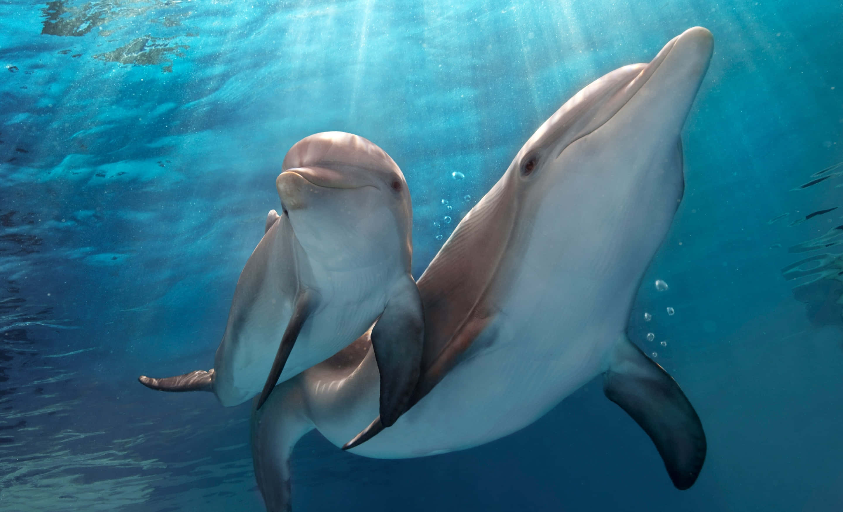 dolphins 桌布 壁紙 — 兩條海豚在清澈的藍色海水中優雅地一起游泳，陽光從上方照射下來。