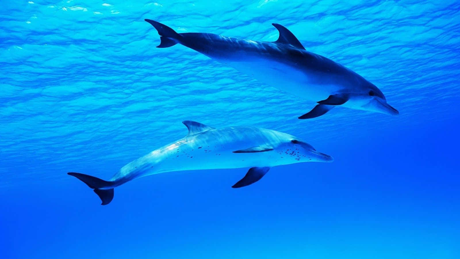 dolphins 桌布 壁紙 — 兩條海豚在陽光照射的水面下，優雅地滑過清澈的藍色海水。