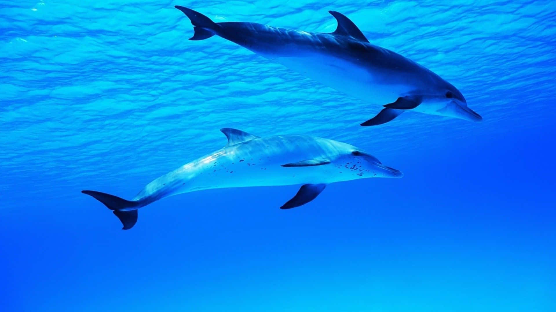 Cool Dolphin 桌布 壁紙 — 兩條海豚在陽光照射的水面下，優雅地滑過清澈的藍色海水。