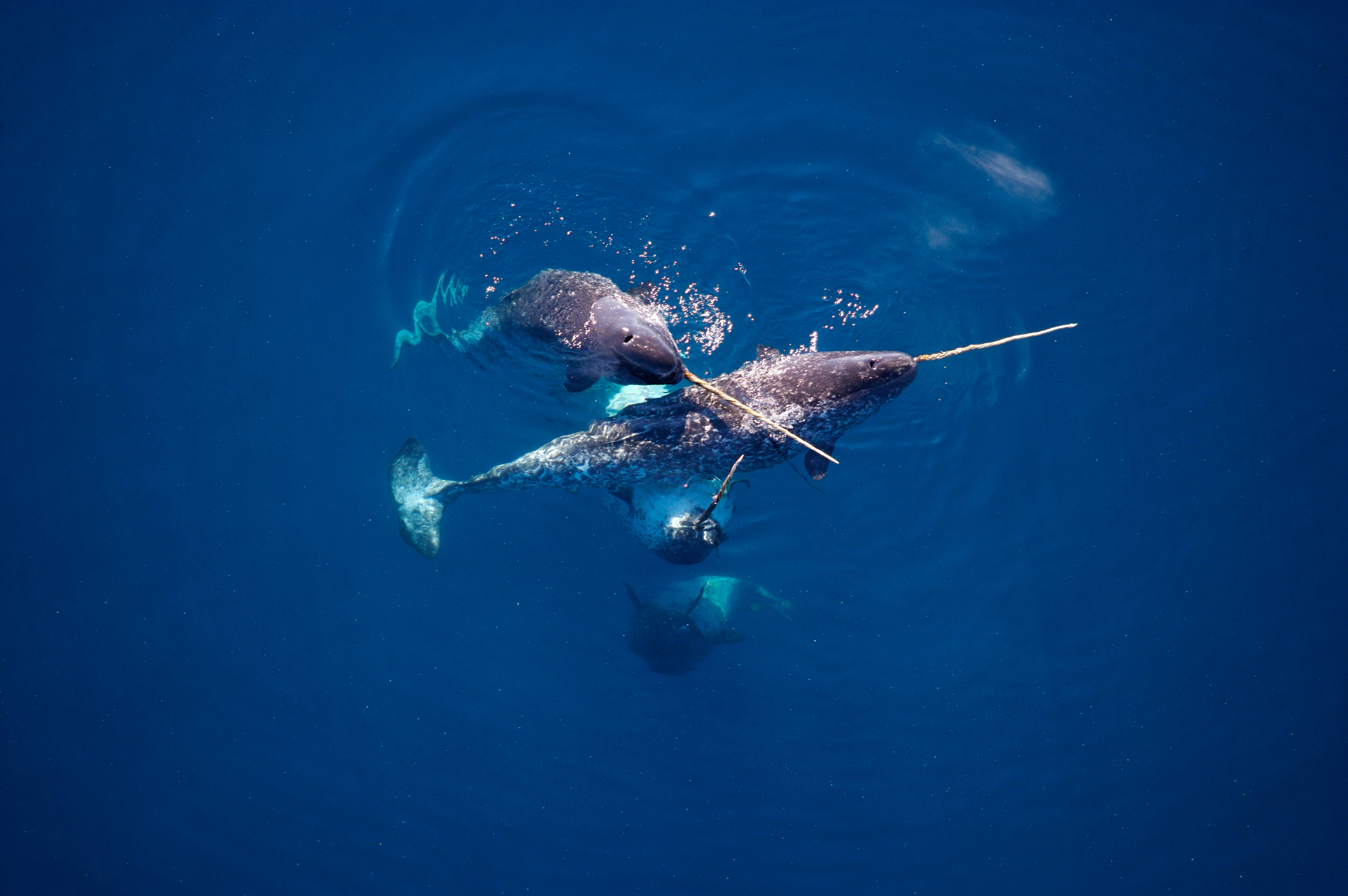 Narwhal 桌布 壁紙 — 兩條獨角鯨在深藍色海水中優雅地游動，長長的獠牙互相觸碰，氣泡在它們周圍升起。