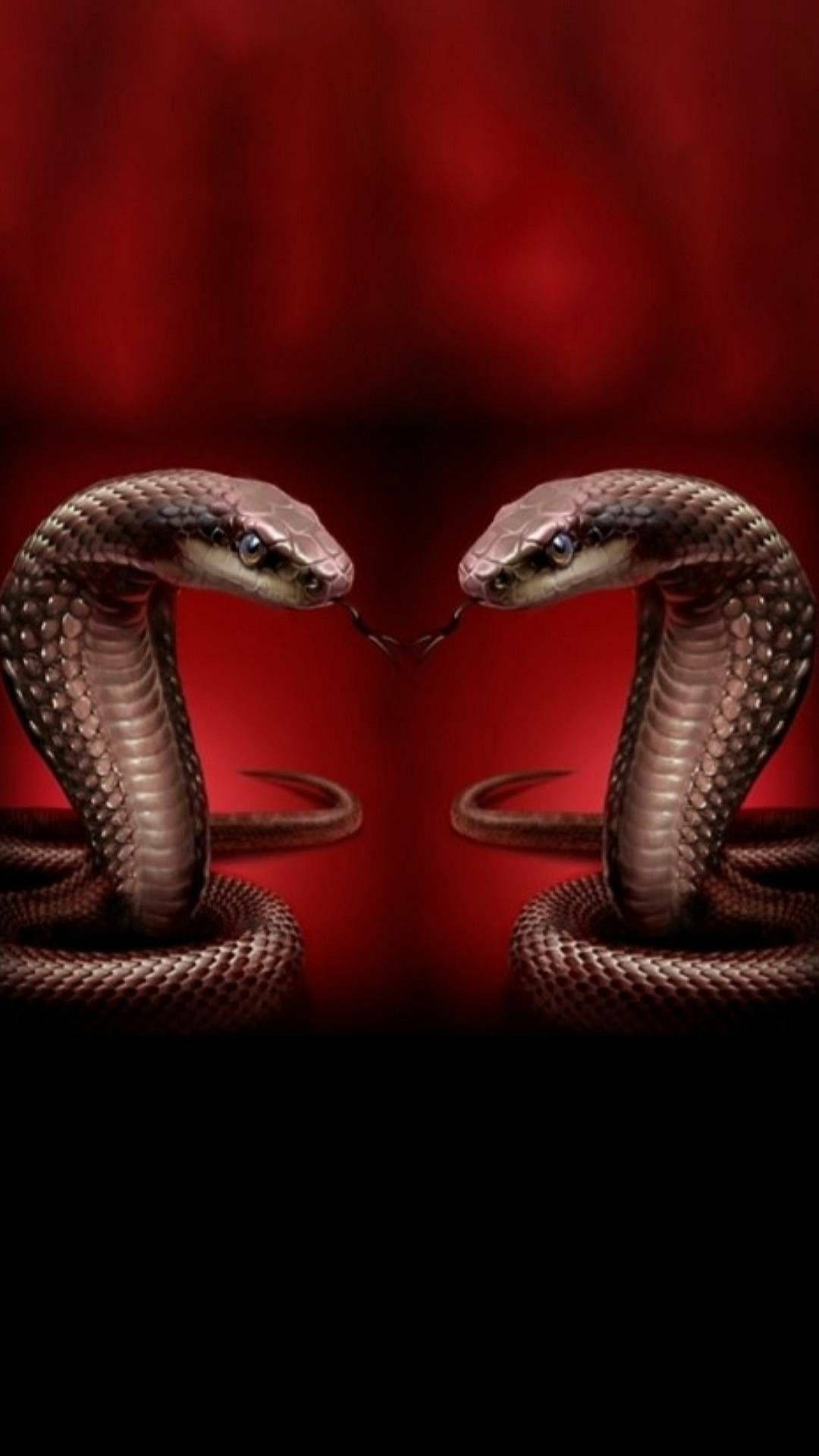 動物 桌布 壁紙 — 兩條眼鏡蛇在戲劇性的紅光對峙中，張開頭罩，吐著舌頭，面對面。