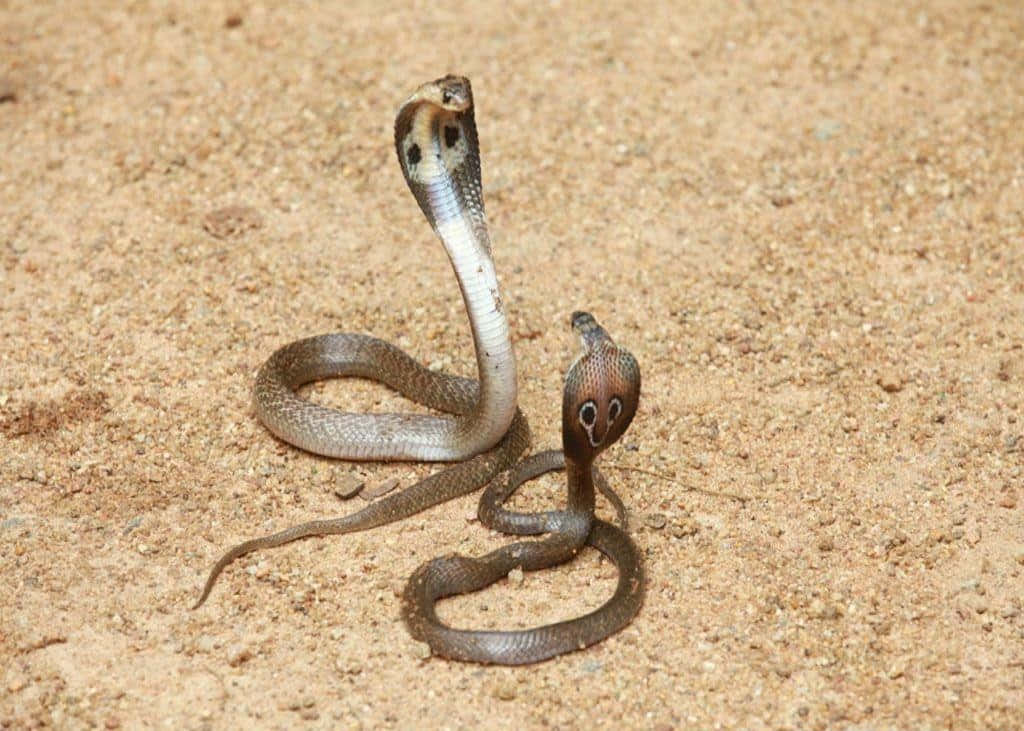 Cobra Snake 桌布 壁紙 — 兩條眼鏡蛇在沙地上擺出姿勢，頸部擴張，眼睛直視前方，形成緊張的對峙。